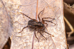 Pardosa moesta