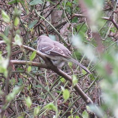 Mimus polyglottos polyglottos