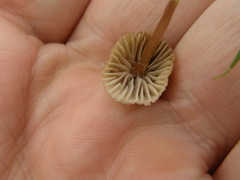 Mycena olivaceomarginata