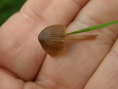 Mycena olivaceomarginata