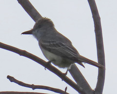 Myiarchus tyrannulus