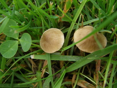Mycena olivaceomarginata