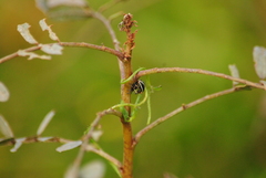Eudiagogus episcopalis
