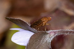 Suillia quinquepunctata