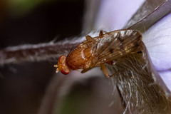 Suillia quinquepunctata