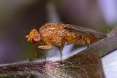 Suillia quinquepunctata