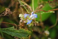 Salvia uliginosa