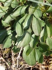 Globularia bisnagarica