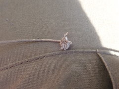 Globularia bisnagarica