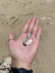 Pinguitellina nucella