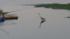 Ardea cinerea