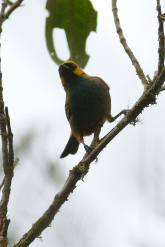 Tangara xanthocephala