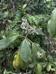 Miconia laevigata