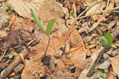 Polygonatum biflorum