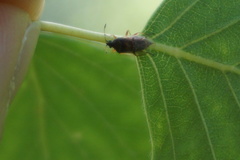 Kleidocerys resedae