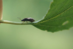 Kleidocerys resedae