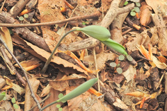 Polygonatum biflorum