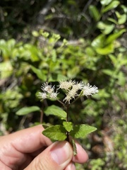 Koanophyllon dolicholepis