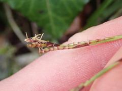Carex digitata