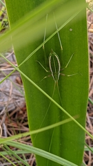 Odontura aspericauda