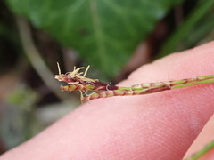 Carex digitata