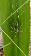 Odontura aspericauda