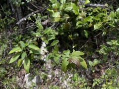 Koanophyllon dolicholepis