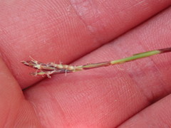 Carex digitata