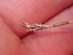 Carex digitata