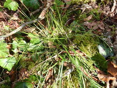 Carex digitata