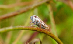 Tretogonia