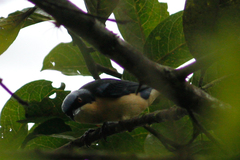 Pipraeidea melanonota