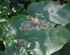 photo of agromyzid mine on a leaf of Adelinia grande