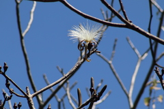 Pseudobombax ellipticum