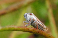 Tretogonia