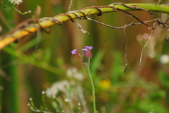 Verbena intermedia