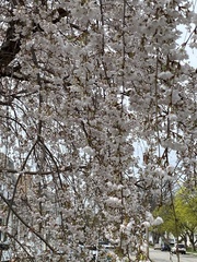 Prunus pendula