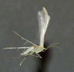 Pterophorus monospilalis