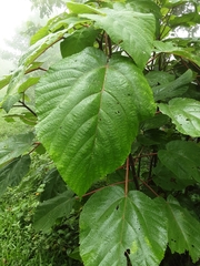 Acalypha hispida