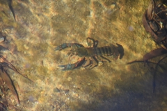 Euastacus
