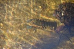 Euastacus