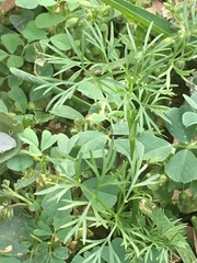 Cyclospermum