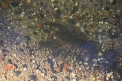 Euastacus