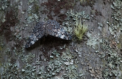 Hamadryas fornax