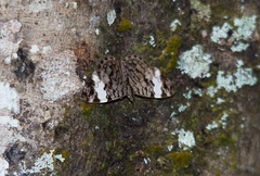 Ectima thecla