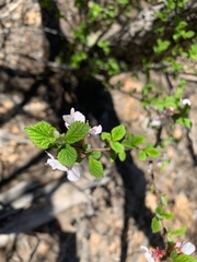 Prunus tomentosa