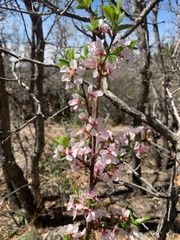 Prunus tomentosa