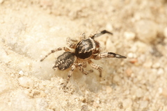 Habronattus hirsutus