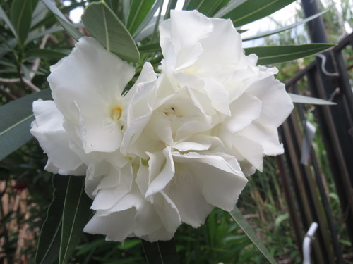 Nerium image