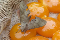 Marumba dyras